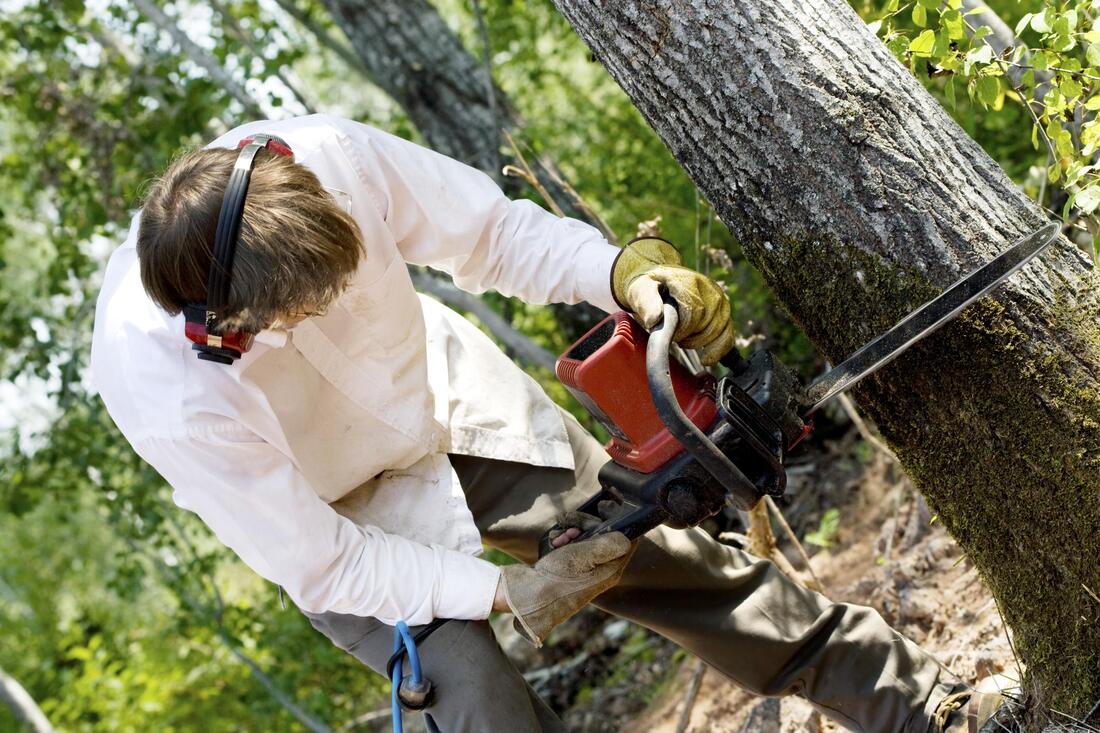 tree care worker working on tree cutting 