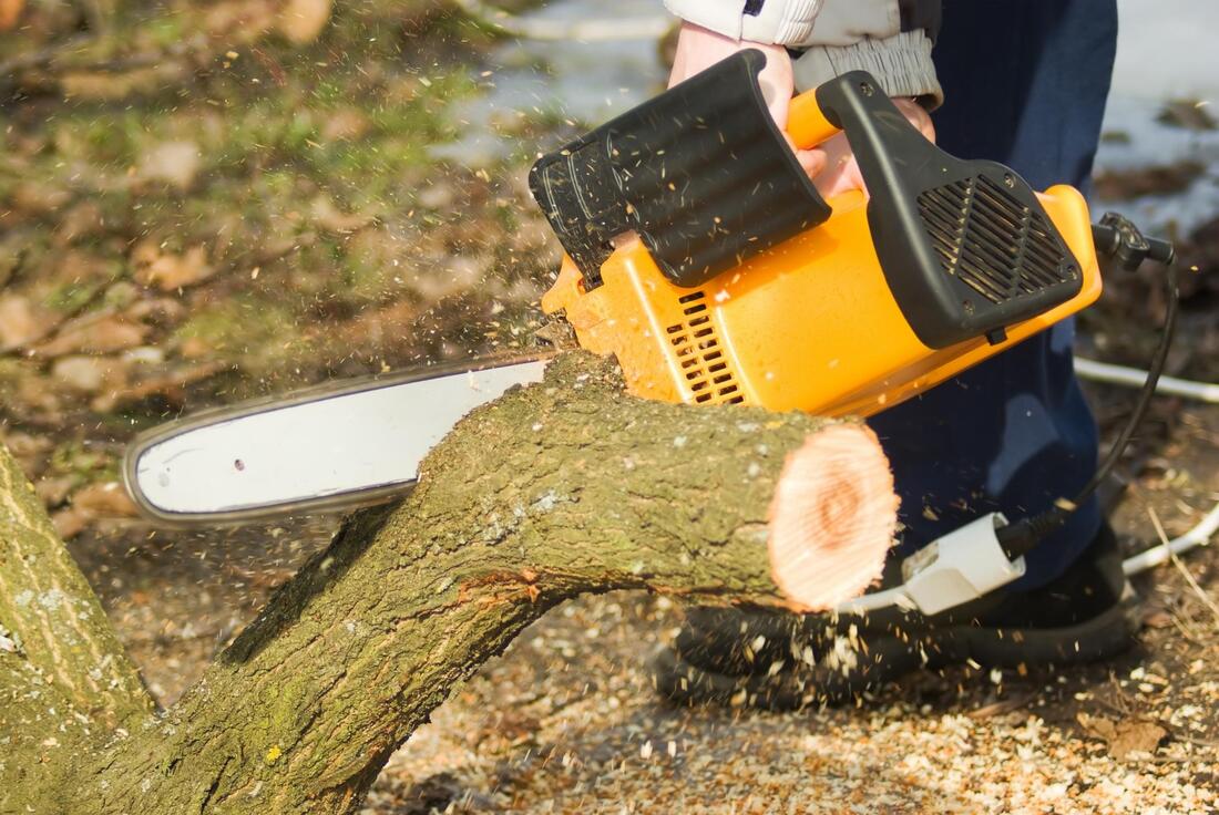 tree care worker working on tree trimming