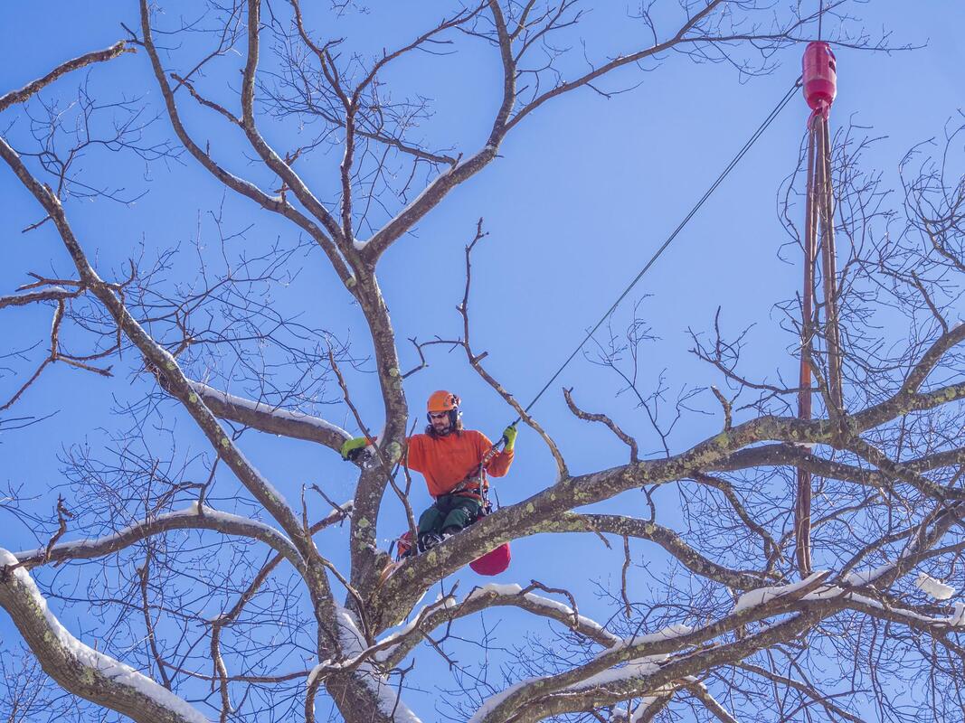 tree care worker working on tree trimming